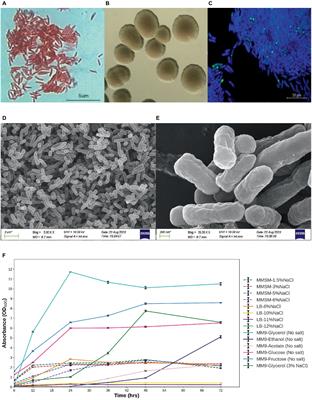 Isolation, molecular identification, and genomic analysis of Mangrovibacter phragmitis strain ASIOC01 from activated sludge harboring the bioremediation prowess of glycerol and organic pollutants in high-salinity